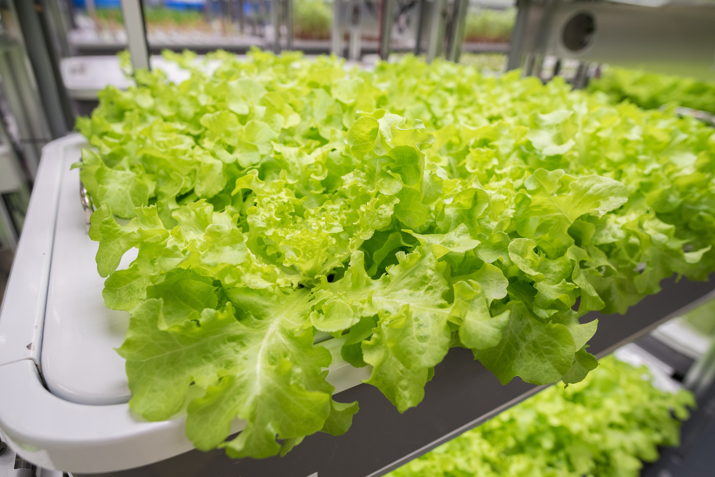green-oak-leaf-lettuce